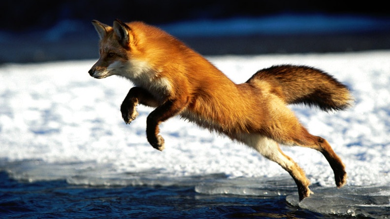 Springing into Action, Red Fox